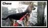 . Chase (experienced foster home needed ASAP) .