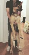 . Chase (experienced foster home needed ASAP) .
