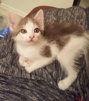 . Kittens: Albert and Mo! .