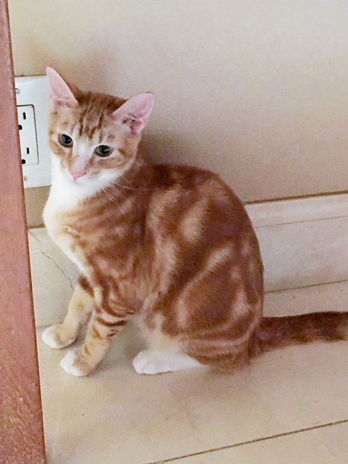 . Simba .