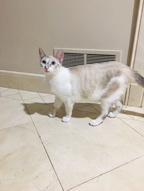 . Olaf .