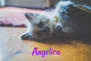 . Angelica .