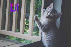 . Lil .
