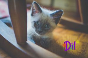 . Dil .