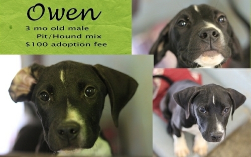 . Owen .