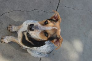 . Dezzie -- $250 Adoption Fee .