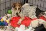 . Dezzie -- $250 Adoption Fee .