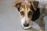 . Dezzie -- $250 Adoption Fee .