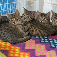 . Kittens .