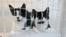 . Kittens .