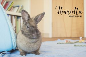 . Henrietta .