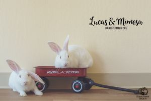 . Lucas & Mimosa .