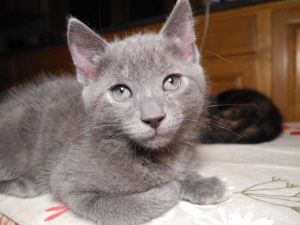 . Pearl Gray .