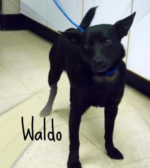 . Waldo .