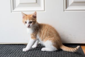 . Oscar .