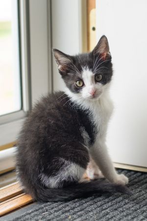 . Sylvester .