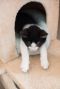 . Sylvester .