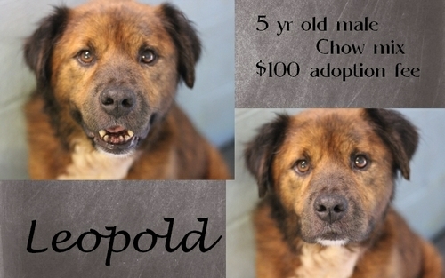 . Leopold .