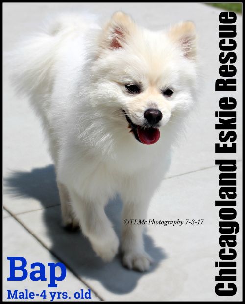 Bap