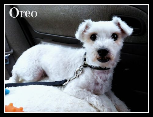 . Oreo .