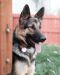 Callie German Shepherd Rescue of the Rockies - Callie