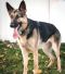 Callie German Shepherd Rescue of the Rockies - Callie