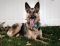 Callie German Shepherd Rescue of the Rockies - Callie