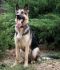 Callie German Shepherd Rescue of the Rockies - Callie