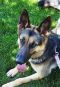 Callie German Shepherd Rescue of the Rockies - Callie