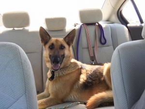 . Snickerdoodle (Snickers)-I'M IN A FOSTER TO ADOPT HOME .