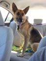 . Snickerdoodle (Snickers)-I'M IN A FOSTER TO ADOPT HOME .
