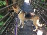 . Snickerdoodle (Snickers)-I'M IN A FOSTER TO ADOPT HOME .