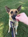 . Snickerdoodle (Snickers)-I'M IN A FOSTER TO ADOPT HOME .