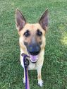 . Snickerdoodle (Snickers)-I'M IN A FOSTER TO ADOPT HOME .