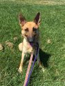 . Snickerdoodle (Snickers)-I'M IN A FOSTER TO ADOPT HOME .