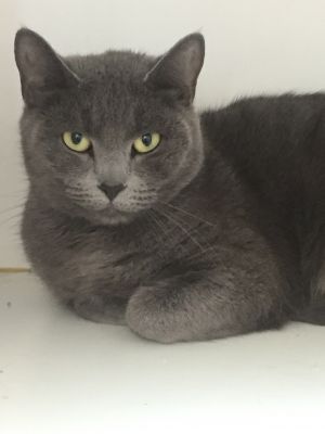 . Kalinda - I'm at Pet Supplies Plus in Bedford NH .