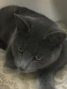 . Kalinda - I'm at Pet Supplies Plus in Bedford NH .
