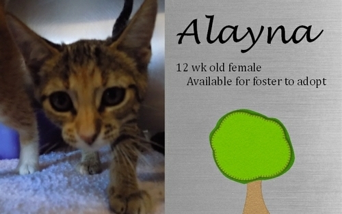 . Alayna .