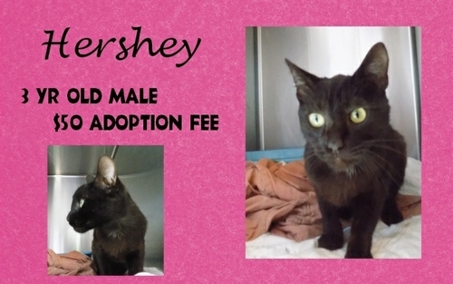 . Hershey .