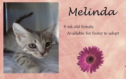 . Melinda .