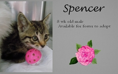 . Spencer .