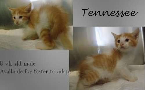 . Tennessee .