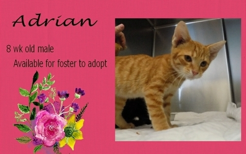. Adrian .