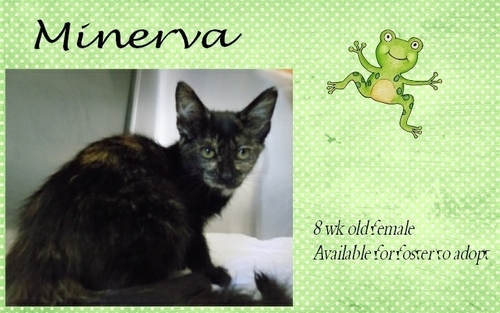 . Minerva .