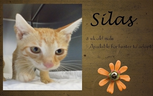 . Silas .