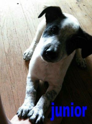 . Junior .
