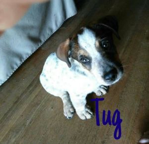 . Tug .