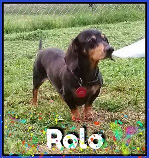 . Rolo .