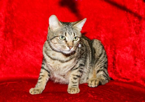 . Tabby Boy .