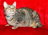 . Tabby Boy .